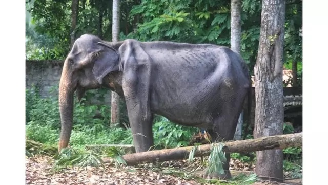 Sedih, Gajah Kurus yang Viral Karena Dipaksa Kerja Telah Mati