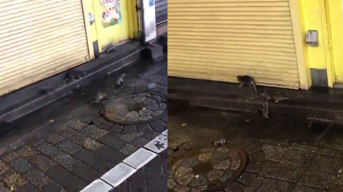 Tikus Berkeliaran di Jalanan Tokyo Pasca Terjangan Topan Hagibis
