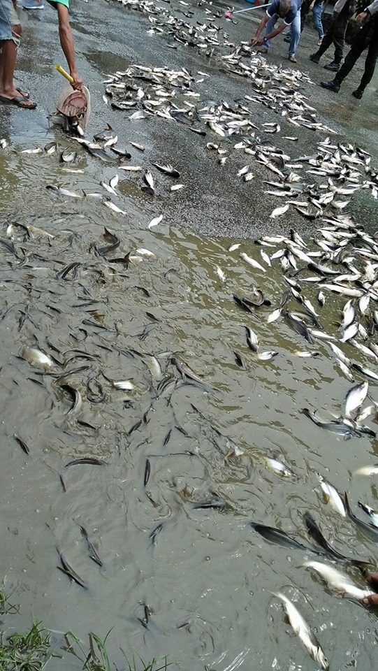 Ribuan Ikan Patin Berserakan di Jalan Kota Singkawang