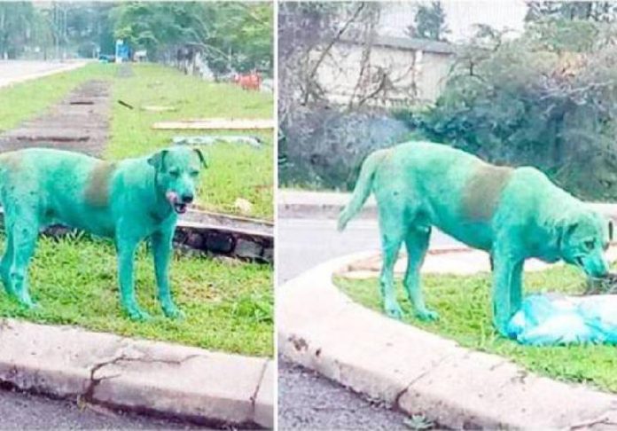Seekor Anjing Liar Dengan Tubuh Dicat Hijau Berkeliara, Warganet Malaysia Geram!