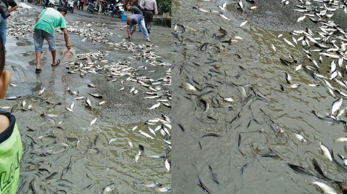 Ribuan Ikan Patin Berserakan di Jalan Kota Singkawang