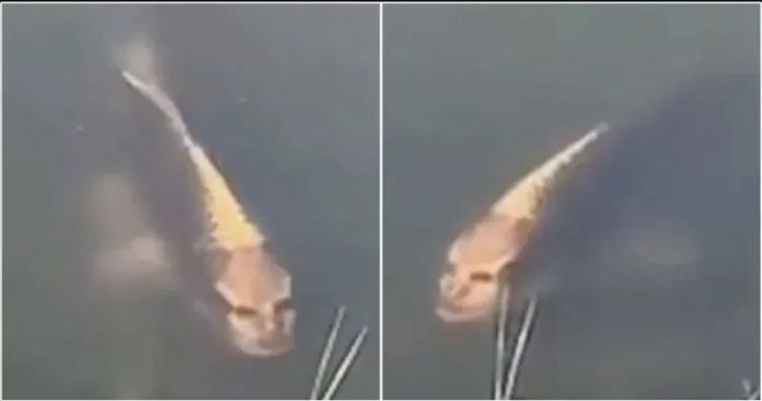 Viral Video Ikan Mas Dengan Wajah Mirip Manusia di China
