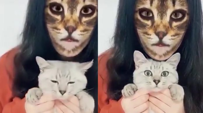 Ngakak Ekspresi Kucing Kaget Lihat Pemiliknya Pakai Filter Wajah Kucing