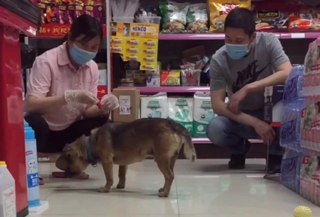 Tidak Tahu Majikan Telah Meninggal, Anjing ini Tetap Setia Menunggu di Rumah Sakit