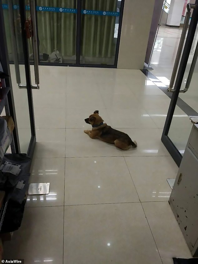 Tidak Tahu Majikan Telah Meninggal, Anjing ini Tetap Setia Menunggu di Rumah Sakit