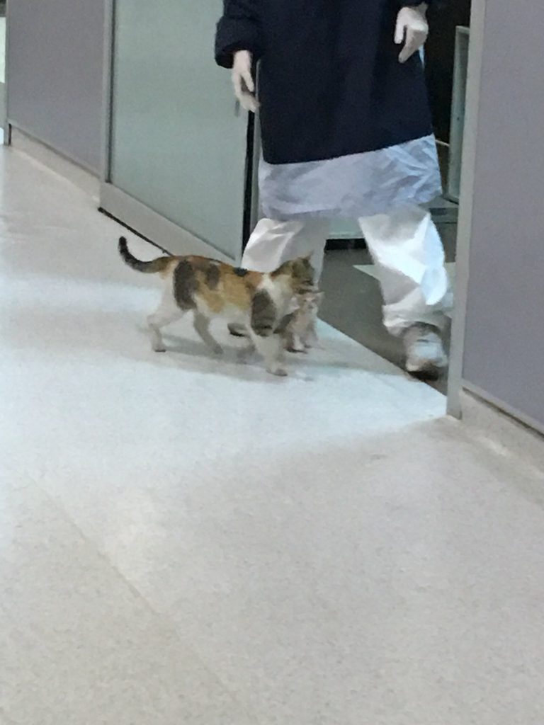 Bikin Haru, Induk Kucing ini Bawa Anaknya ke Rumah Sakit