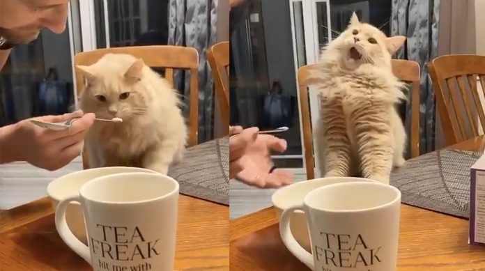 Ngakak, Begini Reaksi Kucing Saat Pertama Kali Mencicipi Es Krim