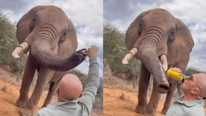 Publik Murka! Seorang Turis asal Spanyol Menuangkan Bir kepada Seekor Gajah di Kenya