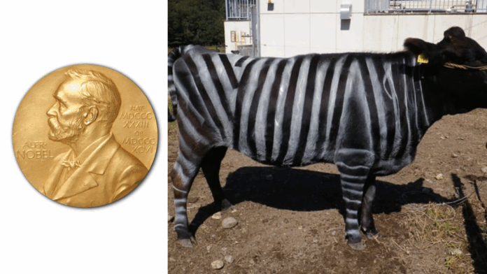 Para Peneliti Jepang Mendapatkan Hadiah Penghargaan Untuk Sebuah Ide Unik Melukis Sapi dengan Garis-Garis Putih Mirip Zebra