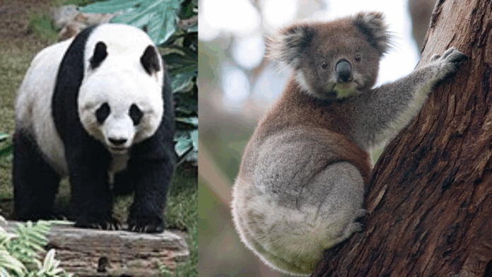 Ini dia, Kumpulan Hewan Paling Malas di Dunia yang Hidup hanya untuk Tidur dan Makan, dari Koala hingga Panda