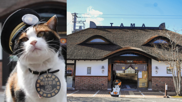Ini Dia Cerita Lucu Kucing Calico yang Jadi Manajer Stasiun Kereta di Jepang