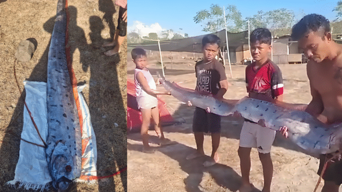 Ikan Oarfish Muncul di Pantai Lombok, Apakah Pertanda Gempa?