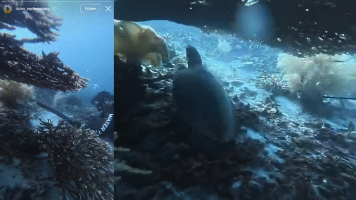 WNA China terancam 15 Tahun Penjara setelah Memburu Penyu Sisik di Raja Ampat