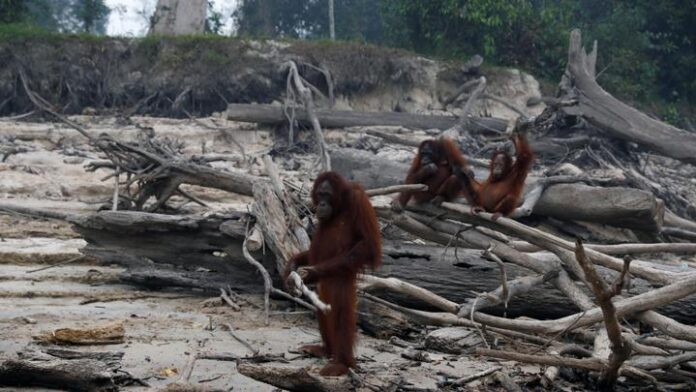 Hutan Hangus, Perut Kosong: Kisah Orangutan yang Berjuang Bertahan Hidup di Tengah Karhutla