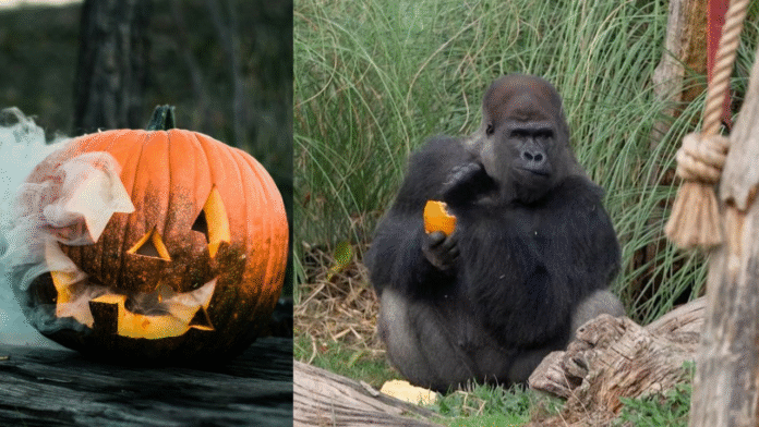 Satwa di Kebun Binatang London Rayakan Halloween!