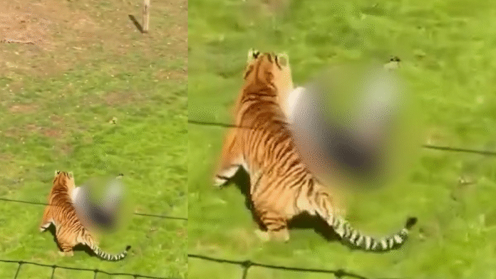 Seorang Pengunjung Kebun Binatang Tewas Setelah Masuk Kandang Harimau